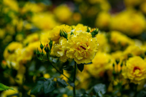 Bright open roses blooming in a rainy weather..jpg