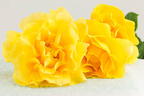 Yellow roses in full blossom placed on a table.jpg