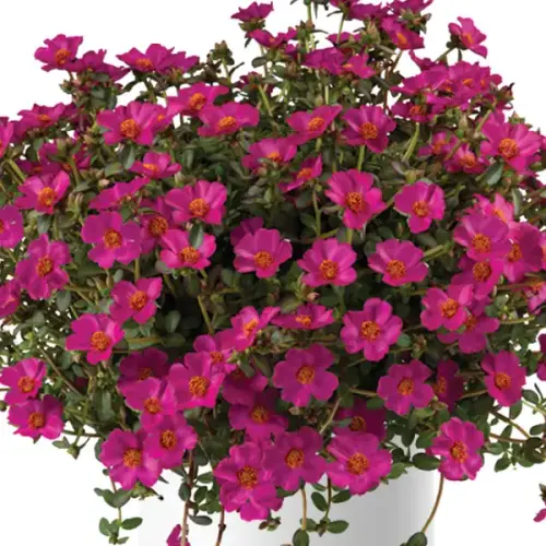 30 Portulaca Mega Pazzaz Purple jpg.webp