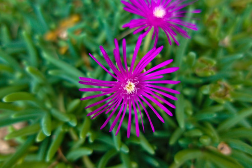 28 portulaca cooper 4594624 960 720 jpg.jpg