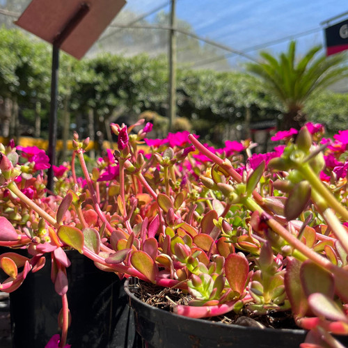 24 Portulaca pazzaz mega purple onlineshop capegarden 4 1080x jpg.jpg