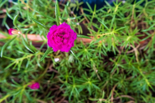 38 portulaca grandiflora aka moss rose purslane 1039005 10674 jpg.jpg