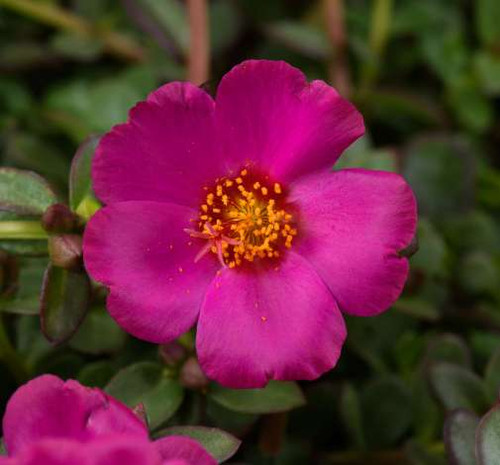 40 PT 17 14830254 scaled 505x470 jpg.jpg