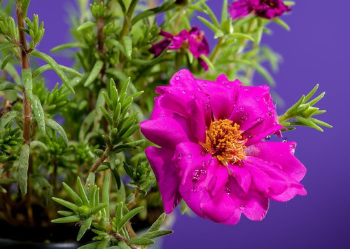 32 blooming red portulaca grandiflora purple background 3510 6802 jpg.jpg
