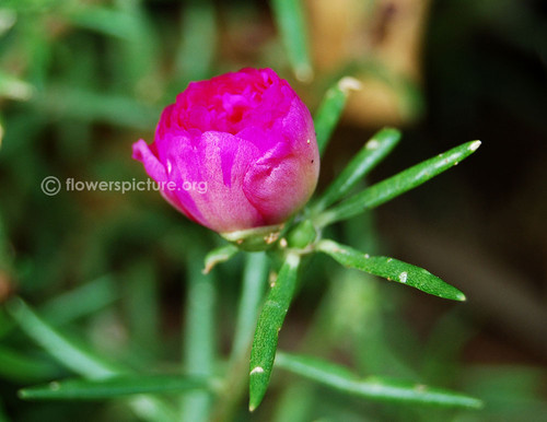 34 portulaca grandiflora purple flower bud foliage jpg.jpg