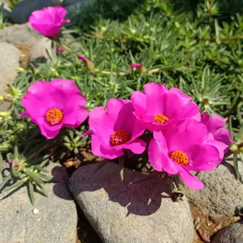35 Portulaca Mega Pazzaz Purple P68 PORMPP jpg.webp