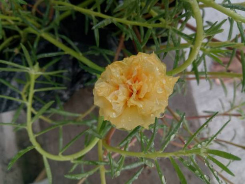 The flowers will start blooming after a while.jpg