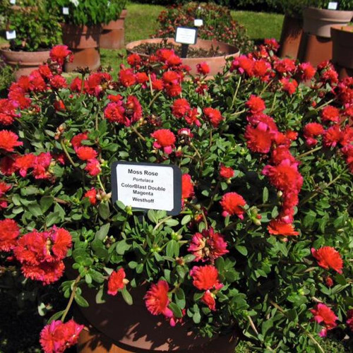 02 A Moss Rose Colorblast Dbl Magenta FB Westfhoff jpg.jpg