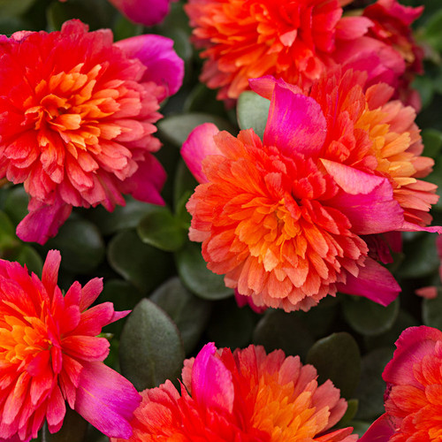 01 colourblast double magenta jpg.jpg