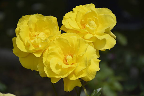 Amazing roses at a park in Santiago, Chile.jpg