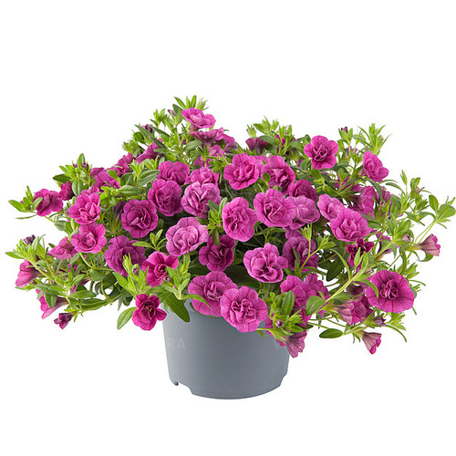 04 rabatowe wiosenne ogrodowebalkonowe twist double 13963 1 jpg.jpg