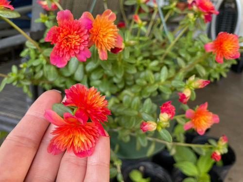 06 il fullxfull 6087807551 6wso jpg.jpg