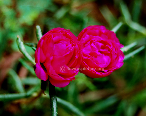 07 portulaca grandiflora purple double flower jpg.jpg