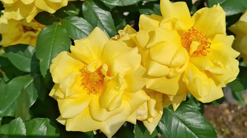 Video with two yellow roses. 4K.jpg