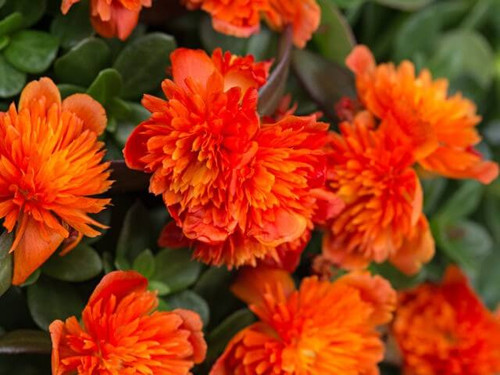 07 Portulaca Colorblast Double Scarlet jpg.jpg