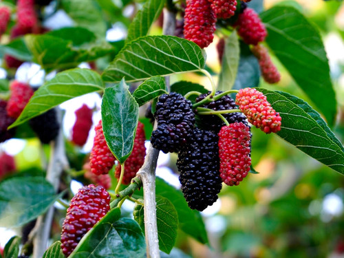 81jTR7fuiLL. SL1500 .jpg