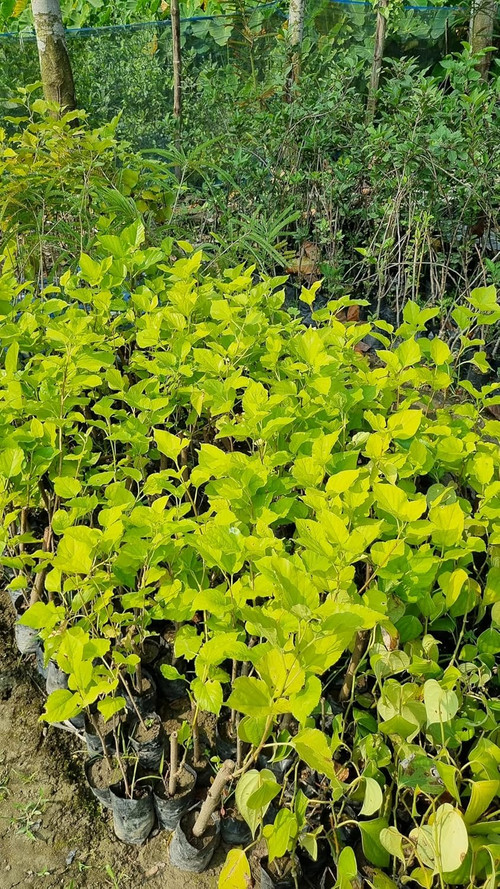 91Bs1g9WbRL. SL1500 .jpg