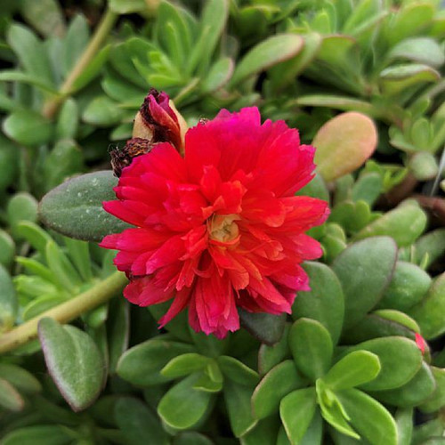 11 Portulaca Color Blast Double Magenta jpg.jpg