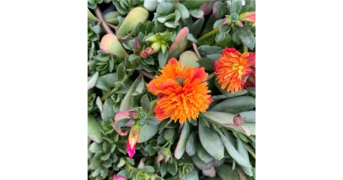 09 Portulak orange r1 1200x630 proportionalexact.webp