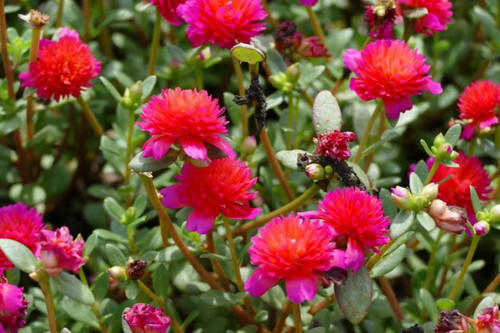 13 Double Magenta 864x576 jpg.jpg