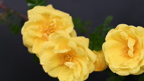 video of yellow rose on black background.jpg