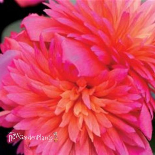 10 0004426 portulaca colorblast double magenta 510.jpg