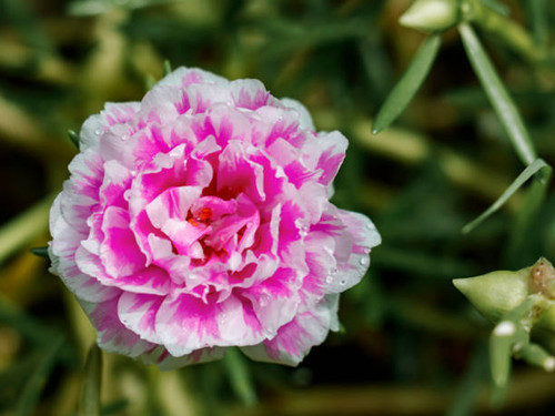 Zinia gracefully or better known by the scientific name Zinnia elegans is one of the most famous ann.jpg