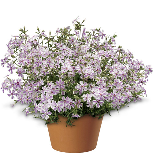 Candy Striped Portulaca 6.jpg