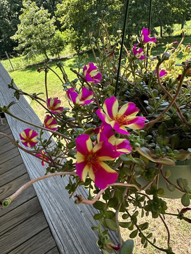 Candy Striped Portulaca 4.jpg