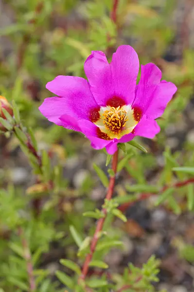 moss rose purslane portulaca grandiflora 475228.webp