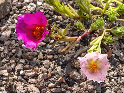 moss rose purslane portulaca grandiflora 426192.webp