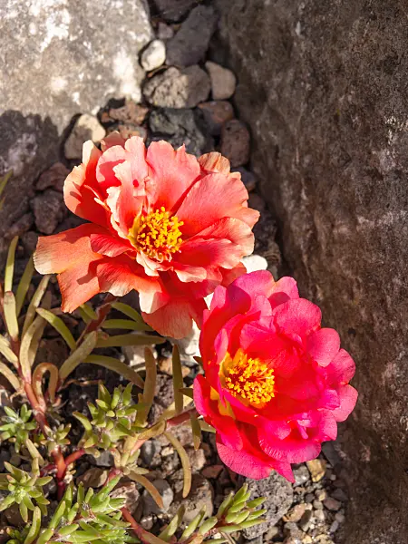 moss rose purslane portulaca grandiflora 426301.webp