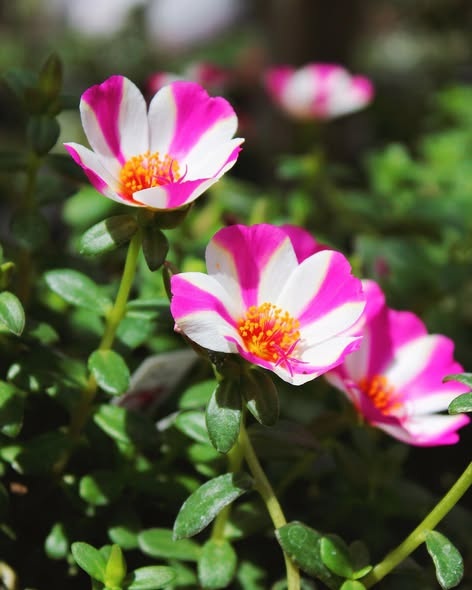 Candy Striped Portulaca 3.jpg