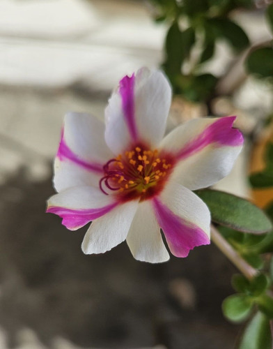 Candy Striped Portulaca 5.jpg