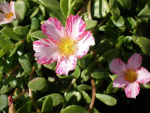 phoca thumb l portulaca oleracea 4.jpg