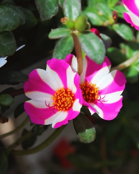 Candy Striped Portulaca 2.jpg