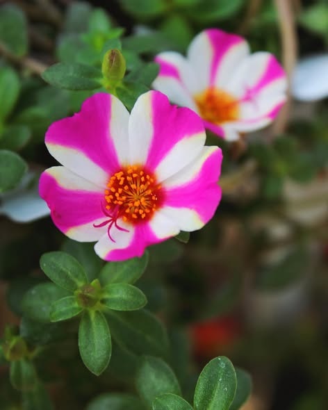 Candy Striped Portulaca.jpg