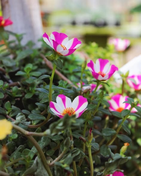 Candy Striped Portulaca 1.jpg