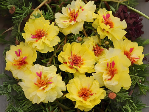 il 1588xN.6133124350 ptoi.jpg