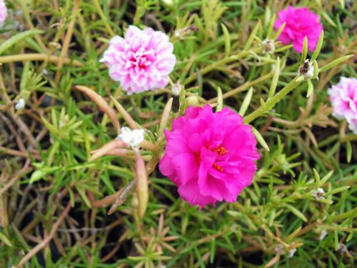 a photography of a pink flower with white flowers in the background..jpg