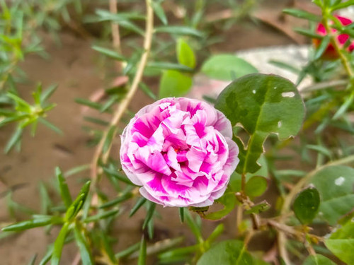 A selected focus on beautiful pink wild flower on blurry background..jpg