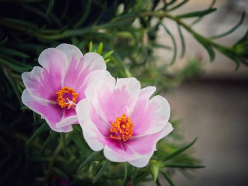Two vibrant purple flowers in full bloom in a planter next to lush green grass.jpg