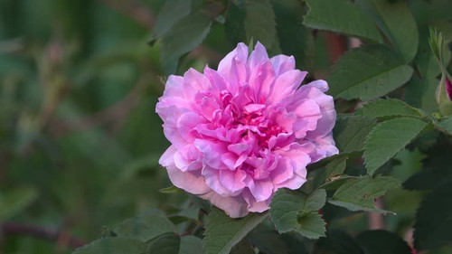 A close-up of a beautiful Pink Peony Flower in full bloom in a sunny garden during sunset..jpg