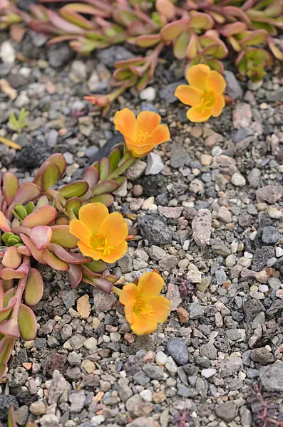 wingpod purslane portulaca umbraticola 534112.webp