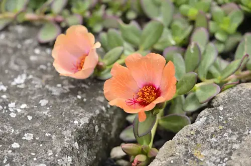 wingpod purslane portulaca umbraticola 522090.webp