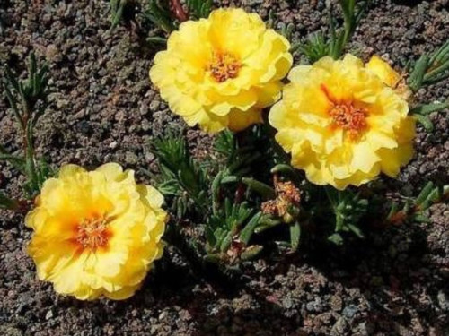 il 1588xN.6181235805 gkif.jpg