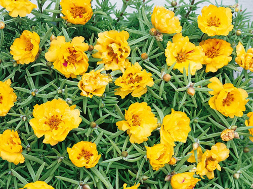 il 1588xN.6181235909 e9nq.jpg