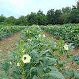 okra heavy hitter images from ron cook dsc02137 850x850