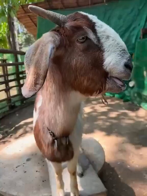 LNBhOzKuHikI OGZ.jpg