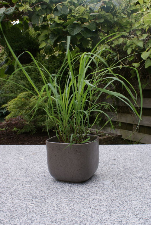 Lemon Grass Cymbopogon citratus.jpg